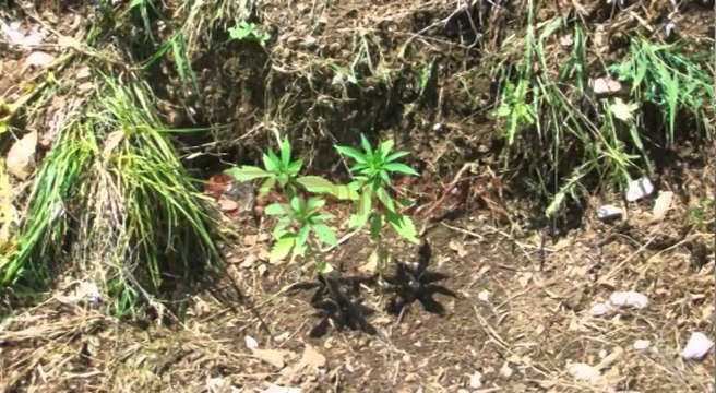 Tepelenë, asgjesohen me djegie 12 mijë fidanë kanabis sativa