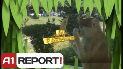 A1 Report - Botërori 2014, Majmuni Iva  parashikon, sonte fiton Kroacia