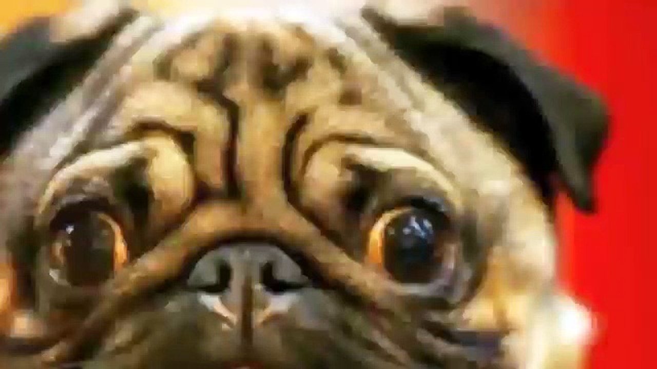 Amamanta a un perro, no así a sus hijos