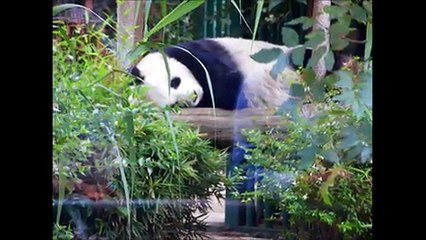 8. El Bosque de Chapultepec