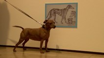 Berlín inaugura una exposición para perros… y sus dueños