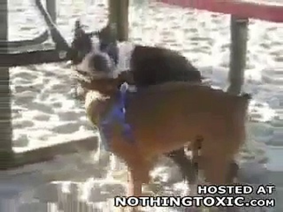 Onanierender Hund