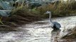 DSLR Video: Great Blue Heron Hunting