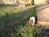 cuccioli di jack russell giocano in giardino