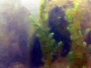 Scuba Diving Lake Marburg - Codorus State Park in Pennsylvania
