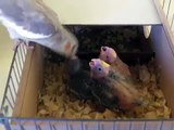 Calopsitas Wilbur e Dori alimentando seus filhotes
