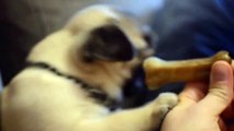 Knefel the pug puppy doesn't like bones