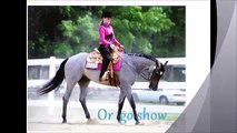 AQHA Blue Roan Gelding out of My Final Notice for sale