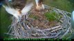 Intruder lands on nest with Odin - RSPB Loch Garten & Carnyx Wild