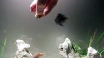 Hand feeding jewel/convict cichlids