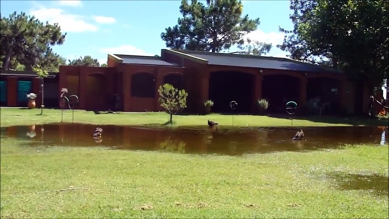 criadero de aves rapaces EL NIEGO ARGENTINA