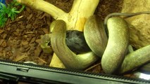 female macklots python feeding