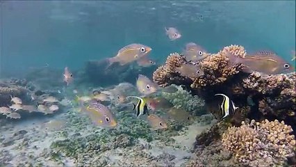 Time Life Great Turntable Hits Vol. 2 The Early Years.1