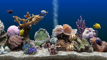 Marine Aquarium 3 Bildschirmschoner - PerdiscoVideo
