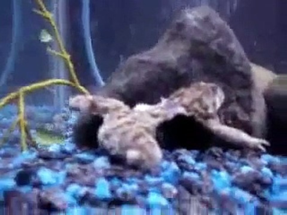 Pirañas Matan y se Comen una Rana