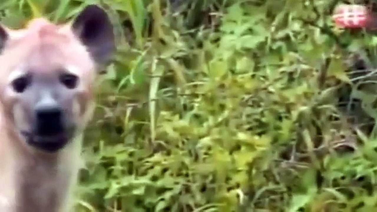 The animal world -  AFRICAN PREDATORS IN ACTION   National Geographic Documentary