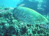 Swimming with Hawksbill & Green sea turtles