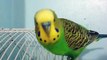 Happy Birdy! Dancing and talking parakeet budgie