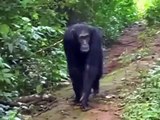 Chimpanzee warns unsuspecting group members of danger