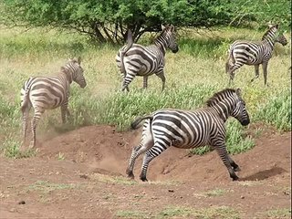 Amharic Jazz: A Unique Fusion 🎶