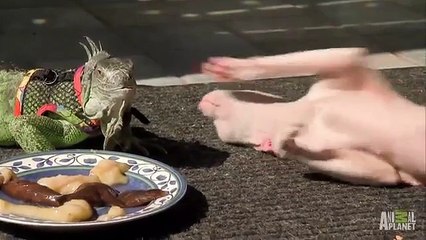 SMF“수원출장안마¹（【OIO-2156-42O2】）¹안산출장안마 만나서얘기해 수원출장마사지/ 성남출장안마