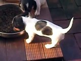 Cuccioli di Bassotto giocano assieme