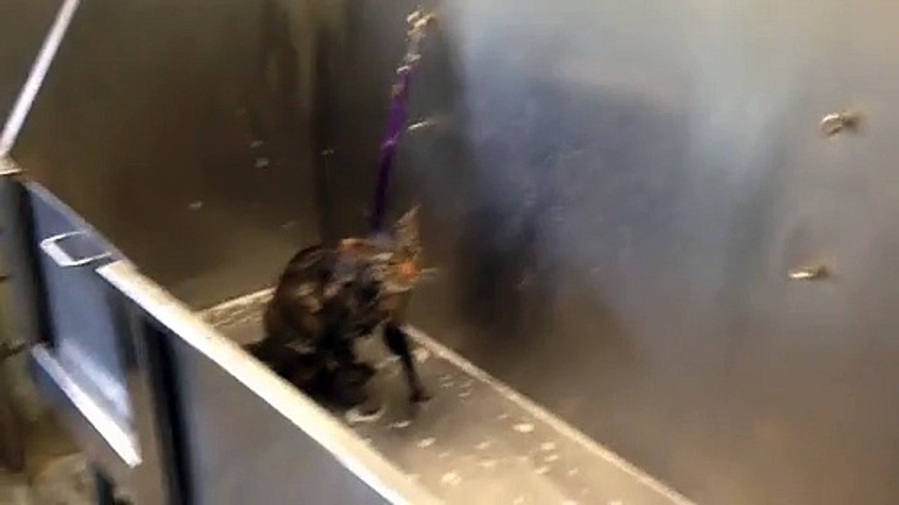 Ce chat déteste tellement le bain qu'il va le dire en parlant "j'en veux plus"!!!!