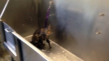 Cat says "no more" while taking his bath LOL!