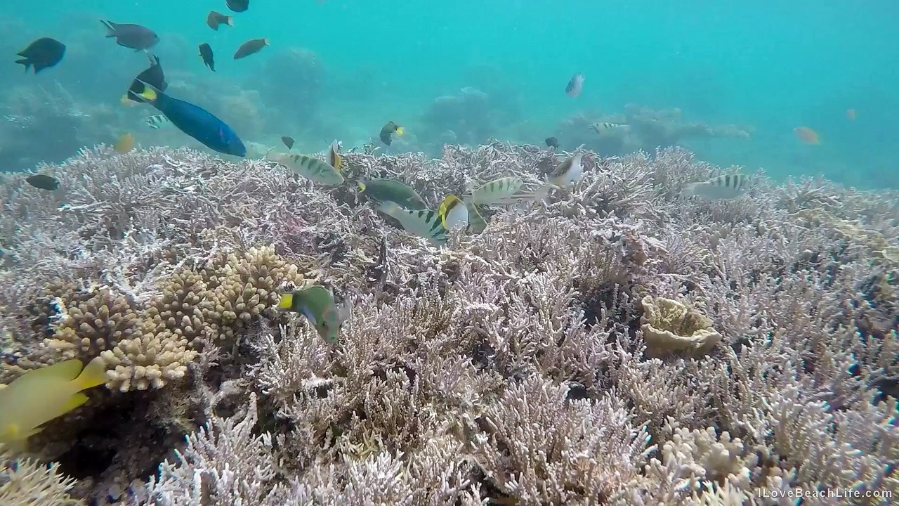 Des poissons tropicaux aux Philippines! GoPro (+10min - Palawan)