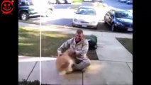 Funny Dogs | Happy Dogs Meet Their Owners After Long Time