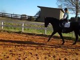 Walk. The Timing of the Riders Aids. Can Your Horse Hear You? dressage