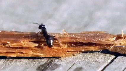 Yere düşen bir damla içkiyi içen karınca ve yaptıkları