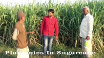 Sugarcane Crop Saved by Plantonics | Organic fertilizer saves Crop against fungal attack |