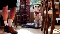 Puppy Crate Training: Iams® Puppy Training