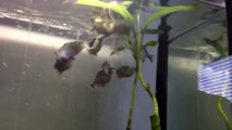 8 PIRANHAS EATING A FROG!