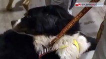 TGSRVago 21 cani abbandonati puglia maglia nera