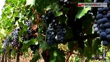 TGSRVago 21 andria indagato titolare azienda