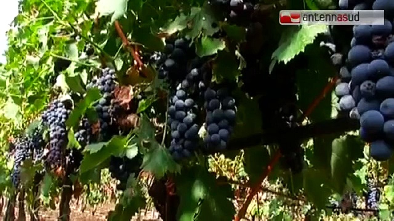 TGSRVago 21 taranto branciante morta e altri casi