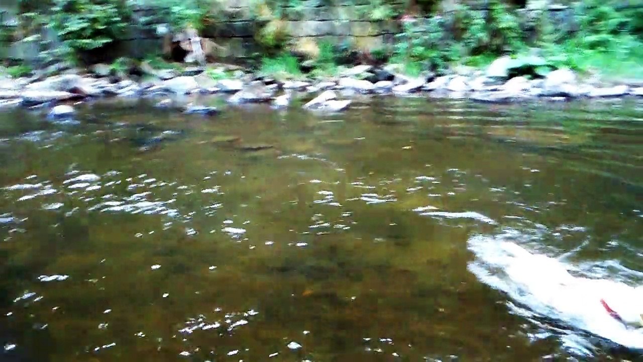 Laïka dans la Vesdre
