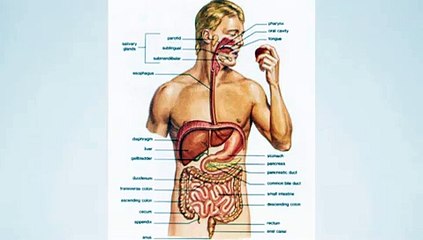 How The Digestive System Works