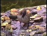 watervogels 1993.mp4