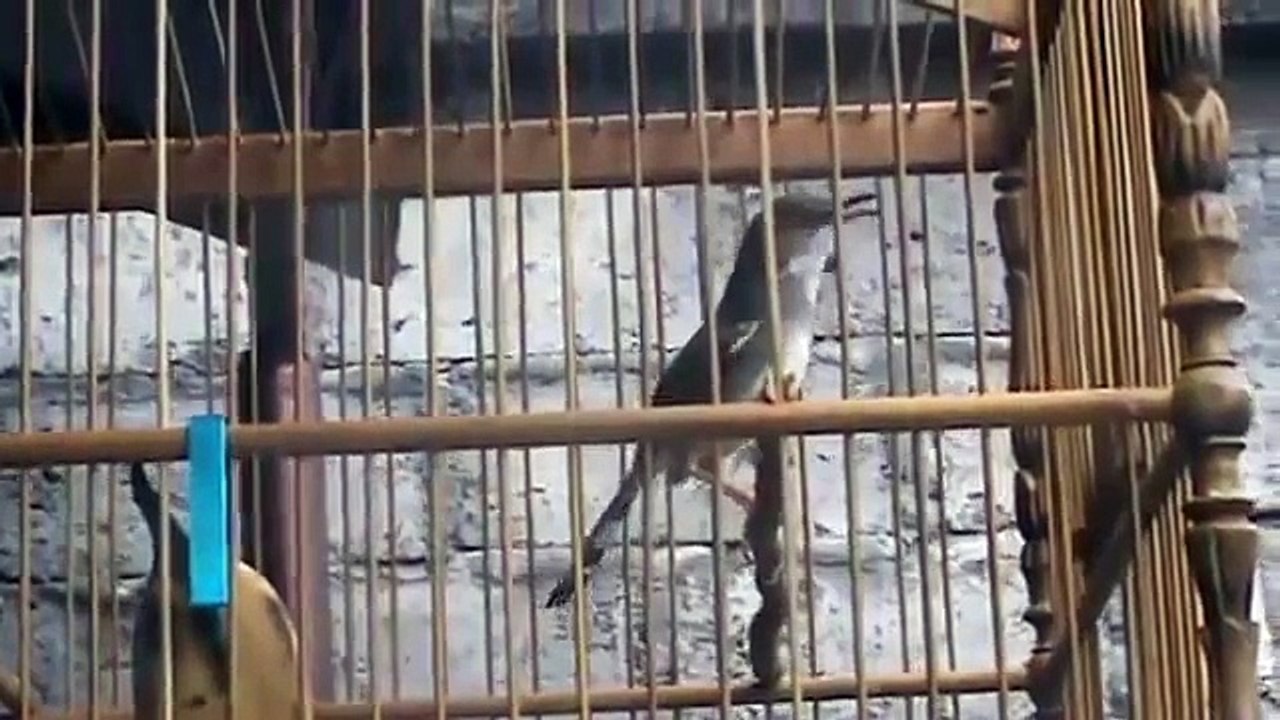 Juara - Kicau Burung Ciblek - Masteran