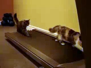 funny cat pissed off at her boyfriend!!! MUST WATCH