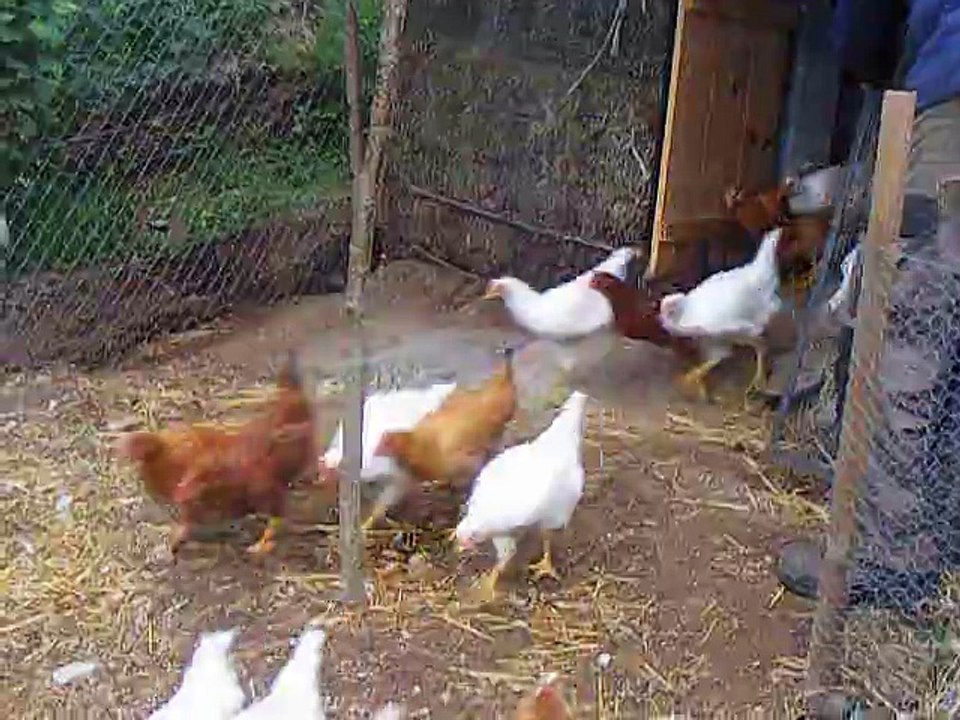 Sortie de poules