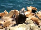 Sea Lions Sunbathing in La Jolla and the San Diego Coast