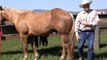 Sacking out Under and Behind a Horse; www.thinklikeahorse.org; Rick Gore Horsemanship
