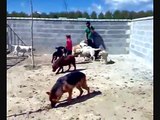 Centro Canino Larcan - Larcan de Castilla - Nuestros perros en acción