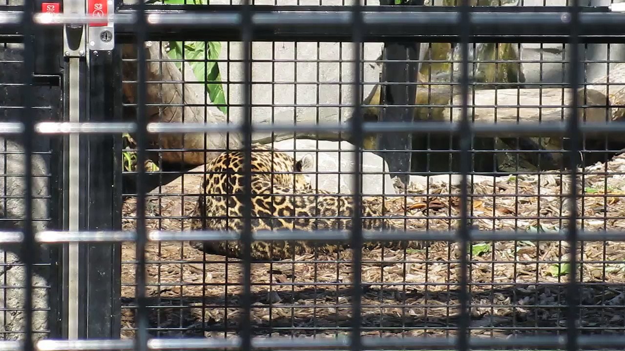 Jaguar au Parc Zoologique de Paris
