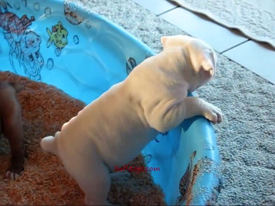 bully bulldogs buffdogs bo faith pups
