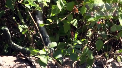 Male Pythons Fighting over a Female, Australia